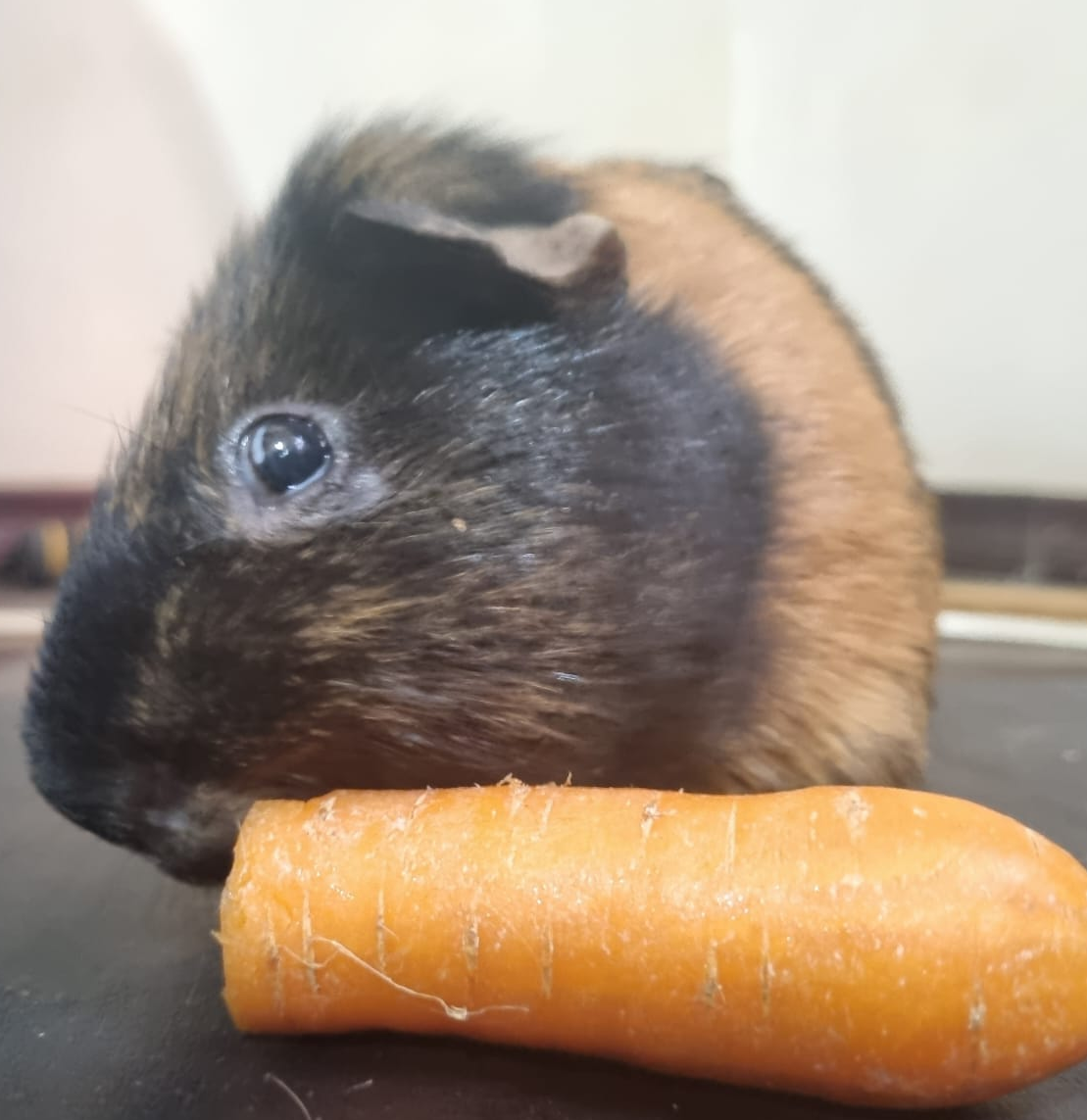 Short-haired guinea pig munching on a large carrot