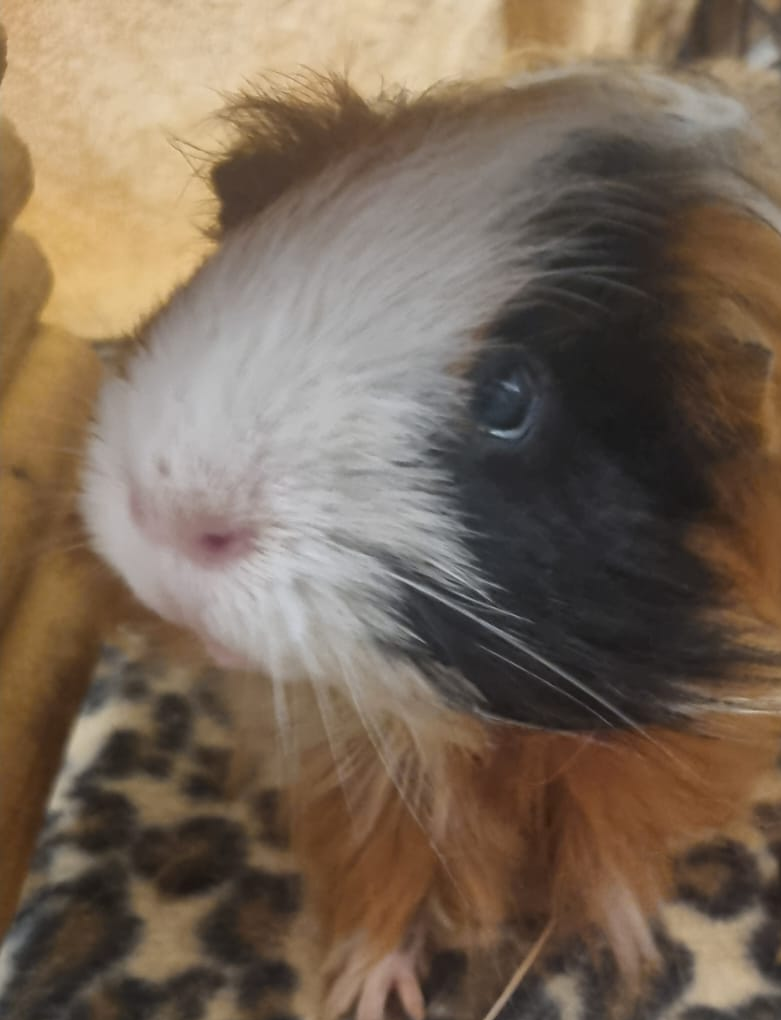 Long haired guinea pig looking up inquisitively
