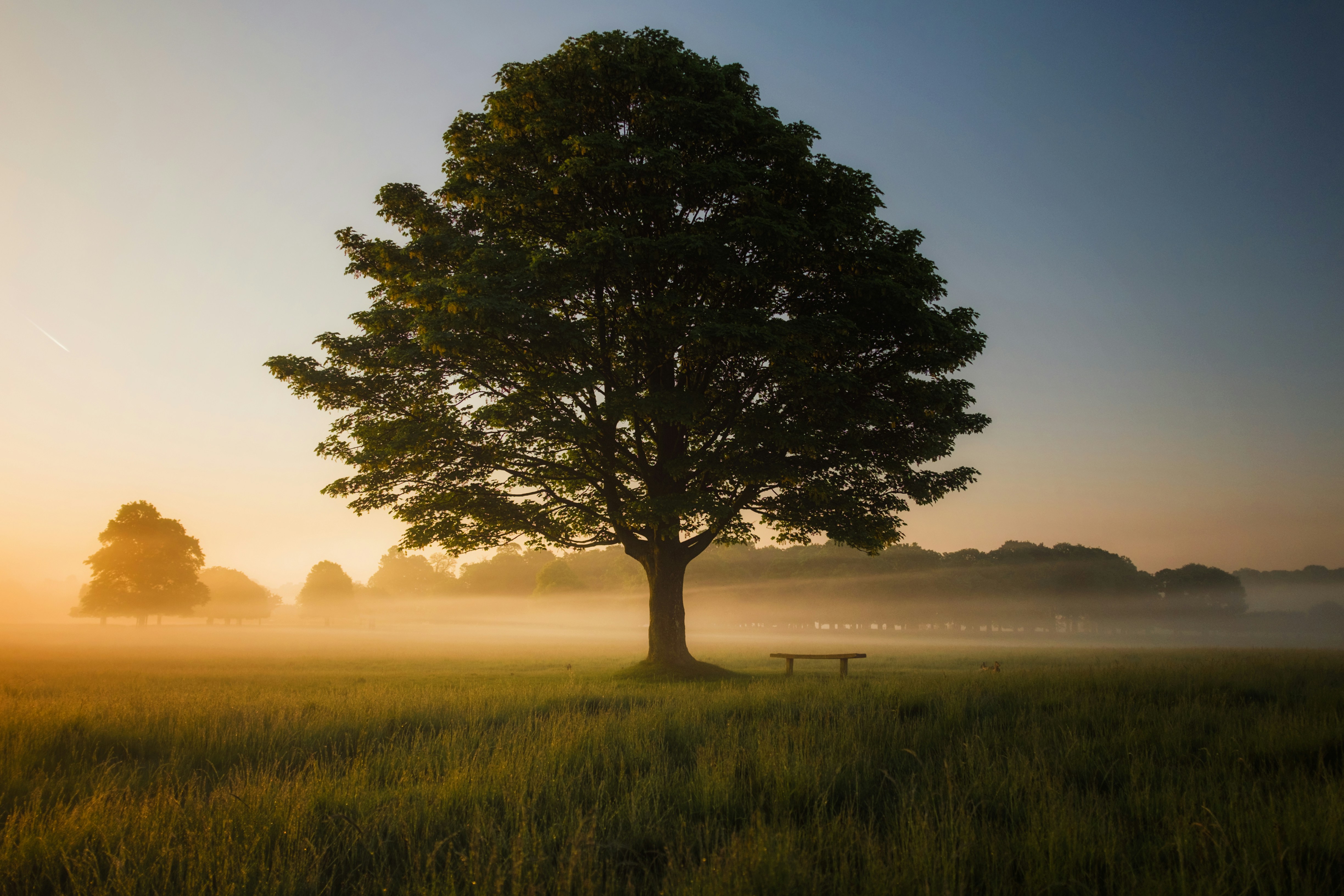 A tree bathed in golden afternoon light over a plain of rolling grass.